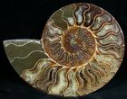 Beautiful Split Ammonite (Half) #6881-1